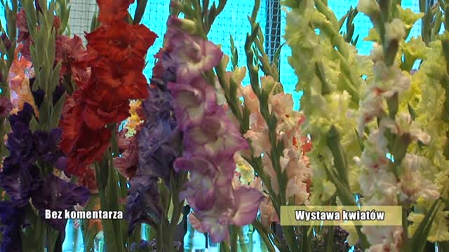 Wystawa_kwiatow_2016