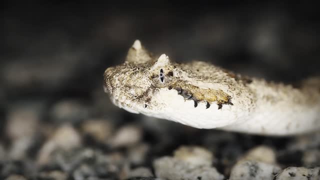 Filterpad feat. Safe Dees - The Path