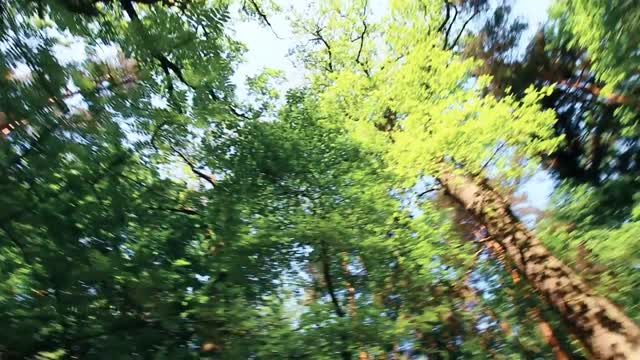 Czy roślina kawy wyginie?